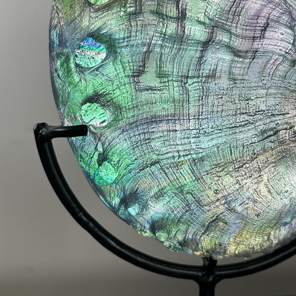 Cosmic Abalone Sculpture w/ Stand