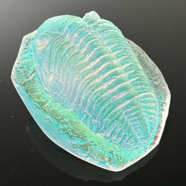 Aural Trilobite