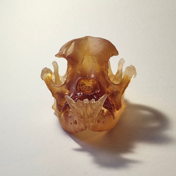 Bulldog Skull