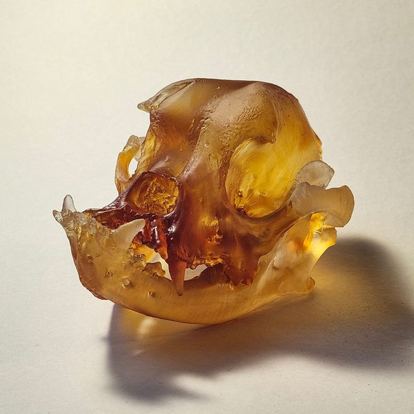 Bulldog Skull