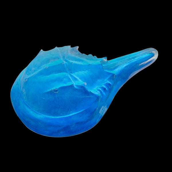Aural Horseshoe Crab Large