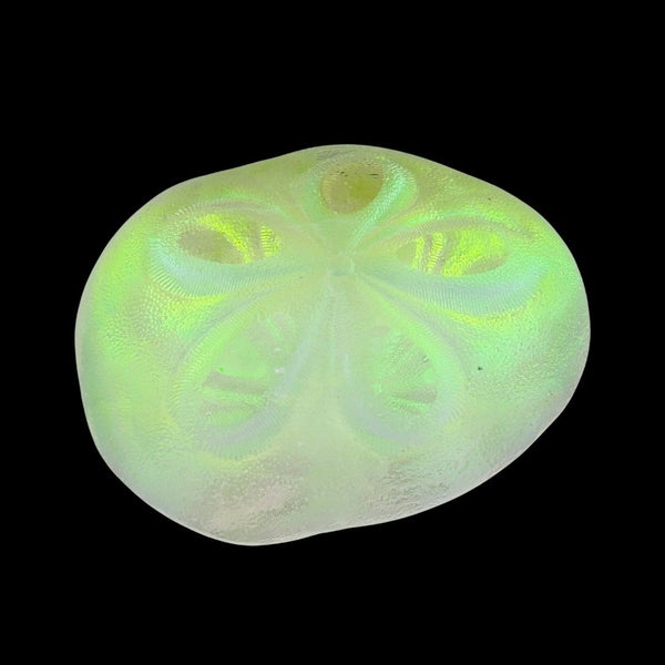 Aural Sand Dollar