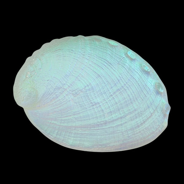 Aural Abalone Sculpture
