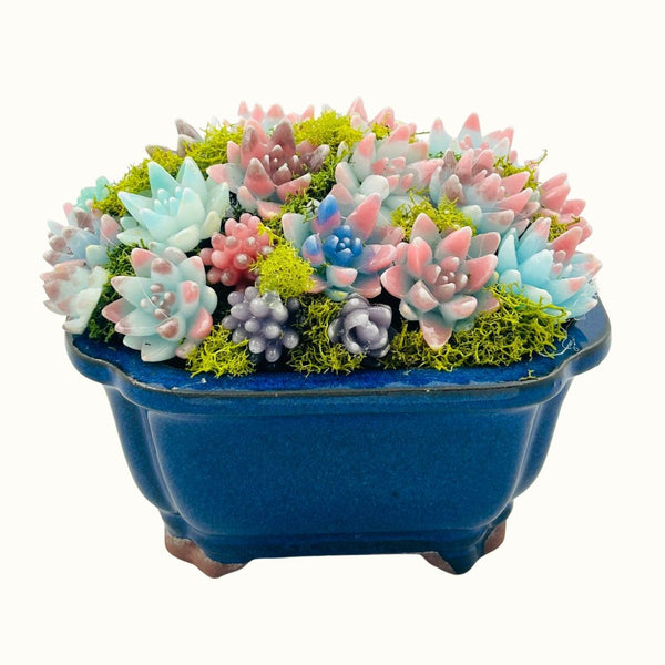 Multi Succulent Blue Pot