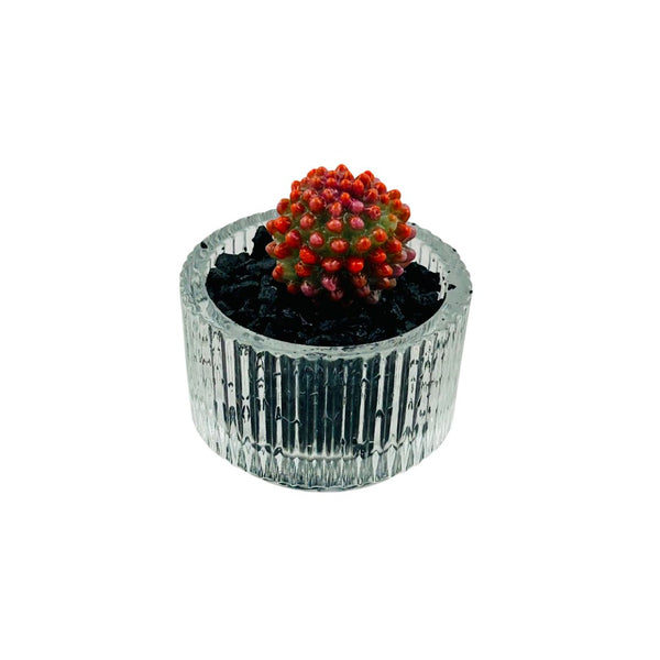 Mini Glass Succulent in Tea Light - 01