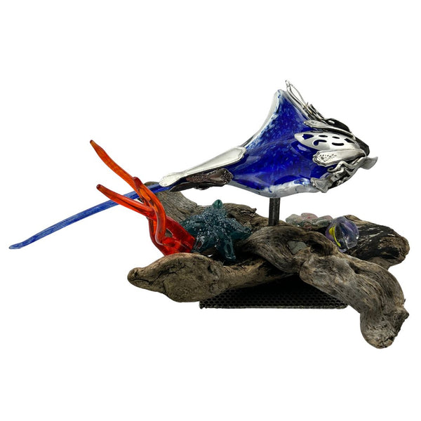 Manta Ray & Coral Reef