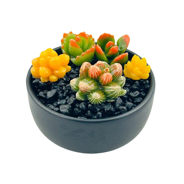 Round Black Ceramic Glass Succulents - 01
