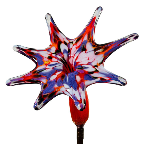 CS Garden Flower - Darrenberry