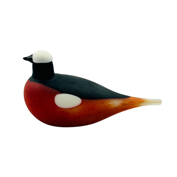 Mountain Redstart (Vuorileppälintu)