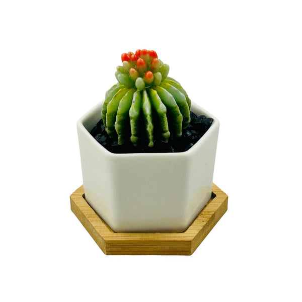 Small Glass Succulent Hex Pot - 03