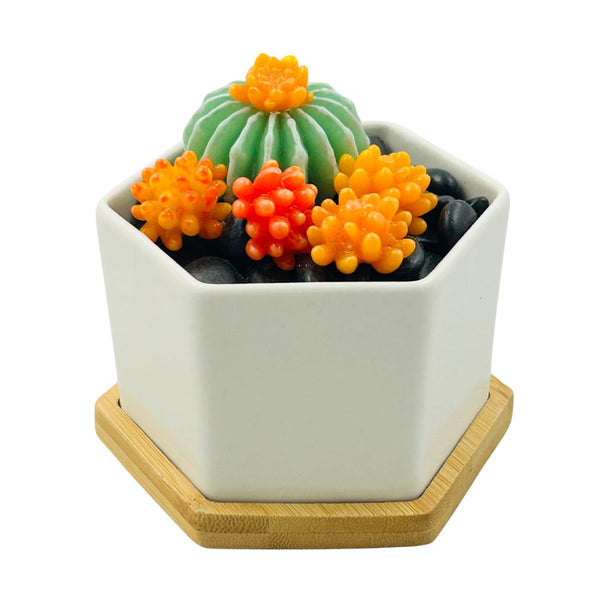 Large Glass Succulent Hex Pot - 03