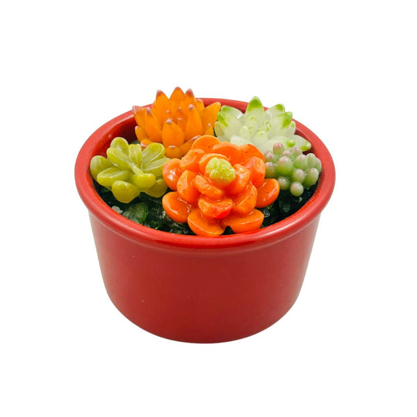 Large Ceramic Pot w/ Succulents - 01