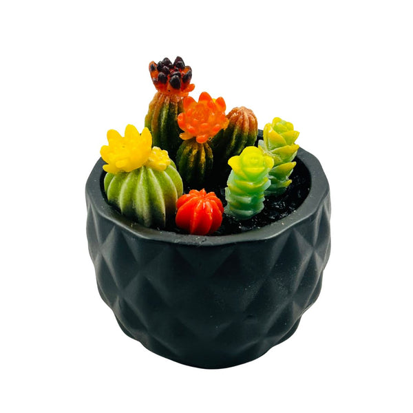 Large Ceramic Pot w/ Succulents - 02