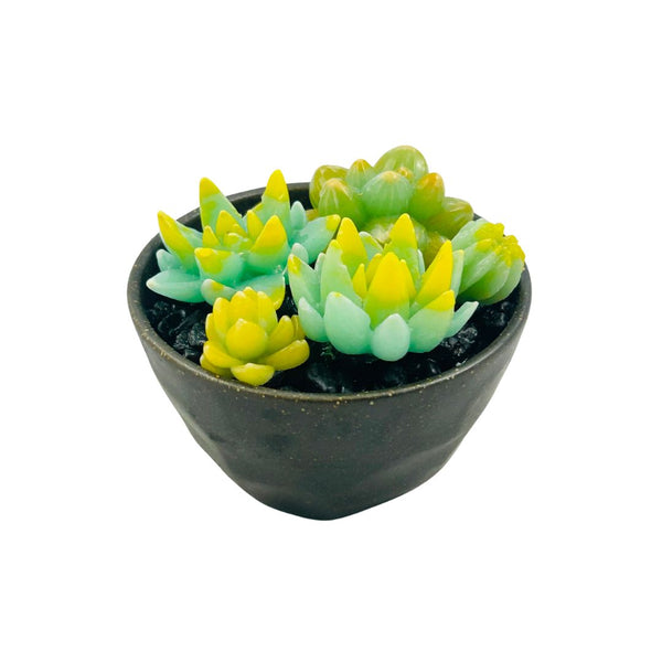 Large Ceramic Pot w/ Succulents - 04