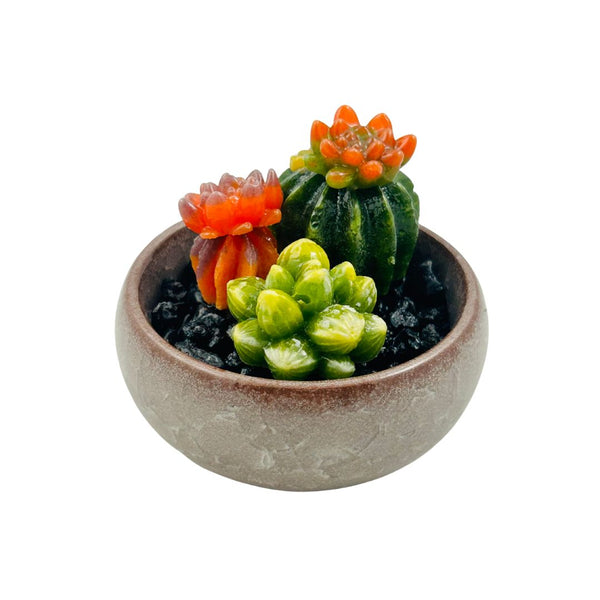 Colored Bonsai Pot  w/ Multi Glass Succulents - 01
