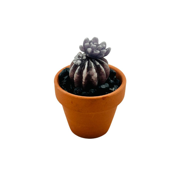 Mini Terra Cotta Glass Succulent - 13
