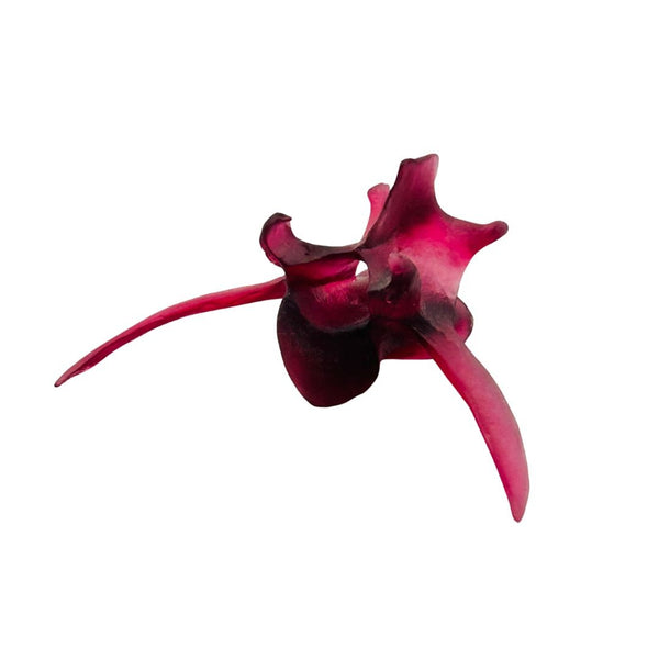 White-Tailed Deer Vertebrae