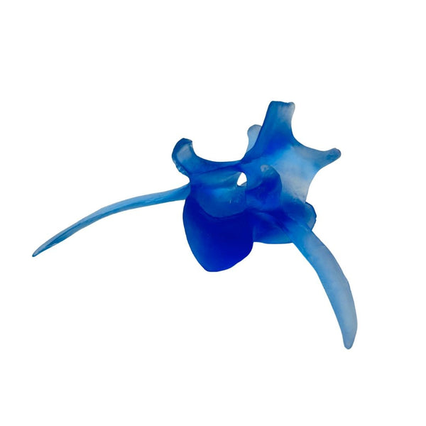 White-Tailed Deer Vertebrae