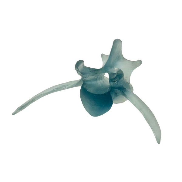 White-Tailed Deer Vertebrae