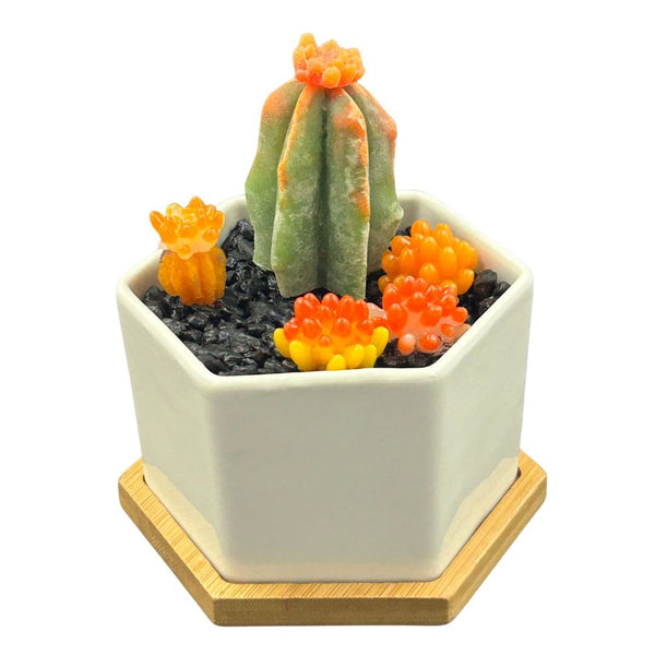 Large Glass Succulent Hex Pot w/ Tray - 06