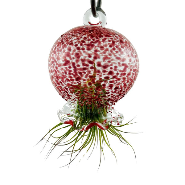 Jellyfish Air Planter - Scarlet Speckle