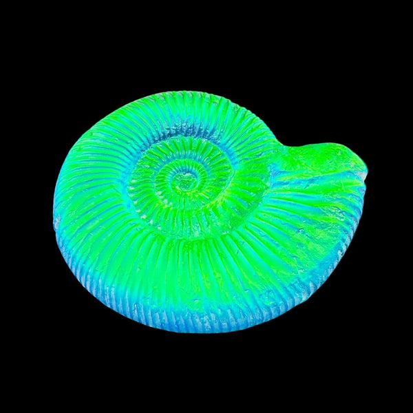 Aqua Aural Ammonite Shell