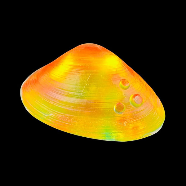 Puget Sound Window Clam