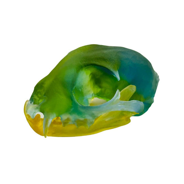 Bobcat Skull - Tropical Cooler