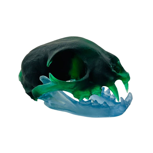 Bobcat Skull - Arctic Wind