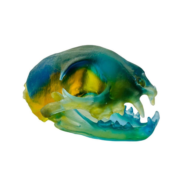 Bobcat Skull - Hawaiian Breeze