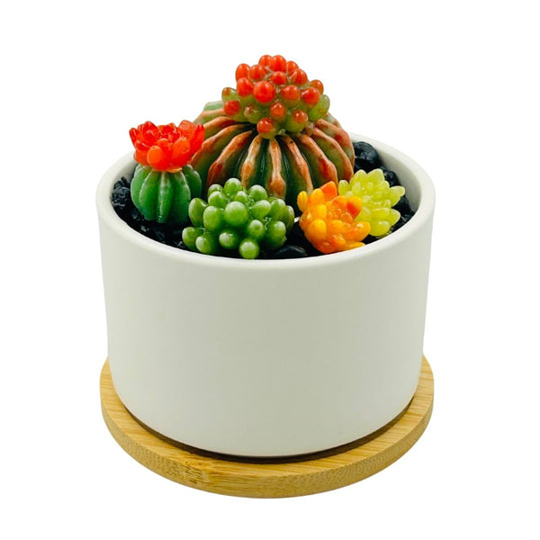 White Circle Pot Glass Succulents - 01