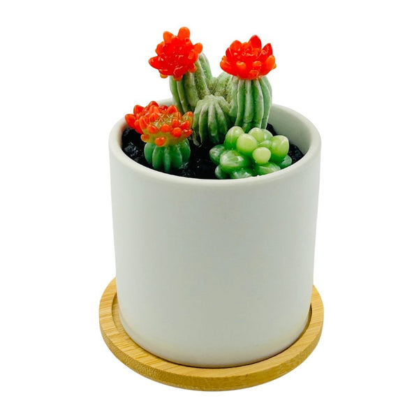 White Circle Pot Glass Succulents - 02