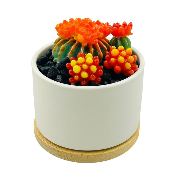 White Circle Pot Glass Succulents - 04