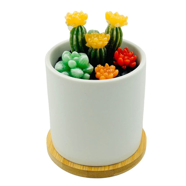 White Circle Pot Glass Succulents - 05