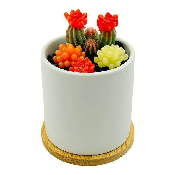 White Circle Pot Glass Succulents - 06