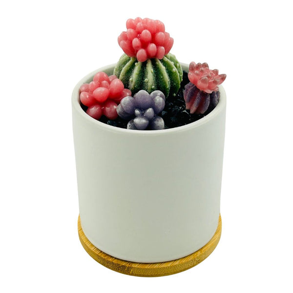 White Circle Pot Glass Succulents - 07