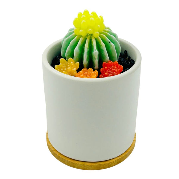 White Circle Pot Glass Succulents - 08
