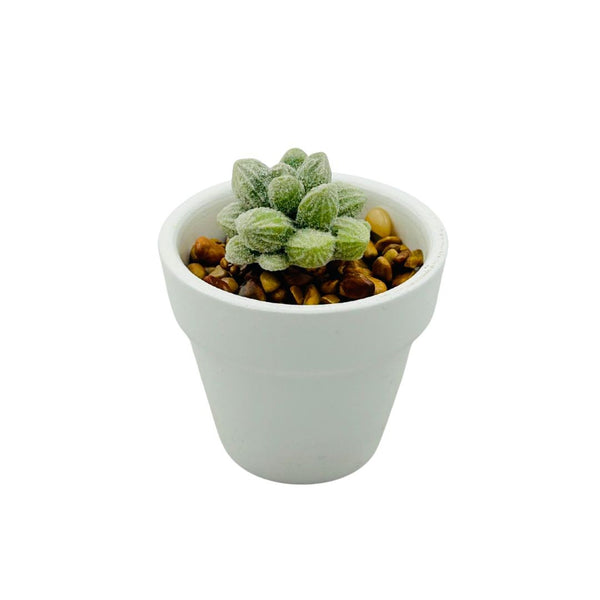 White Ceramic Glass Succulent - 02