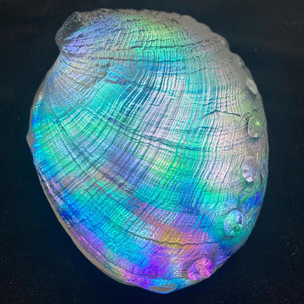 Cosmic Abalone Sculpture