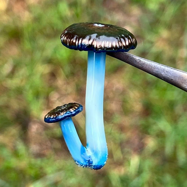 Mushroom Pair Pendant
